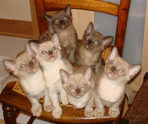 strange: Sweet Burmese Cats