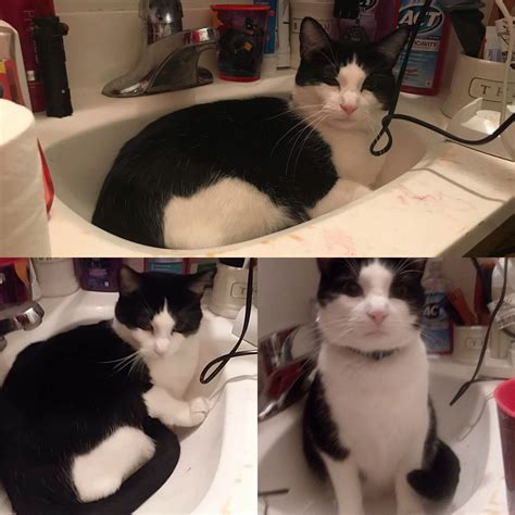 He does this every single morning and it's always great. : r/CatsInSinks