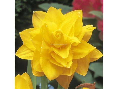 Нарцис (Narcissus) Double Golden Ducat | Нарциси-Lommerse and Schrama ...