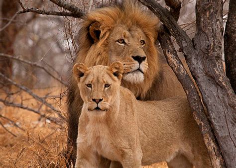 Female Lions