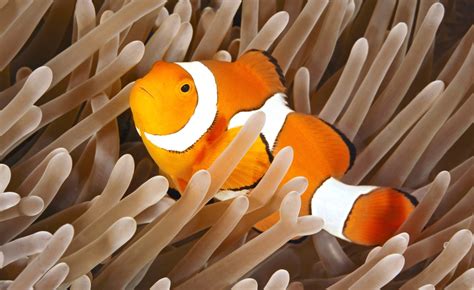 Ocellaris Clownfish (Amphiprion ocellaris): Ultimate Care Guide - Fish ...