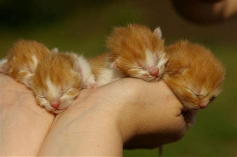 Come comportarsi se si trova una cucciolata di gattini | Deabyday