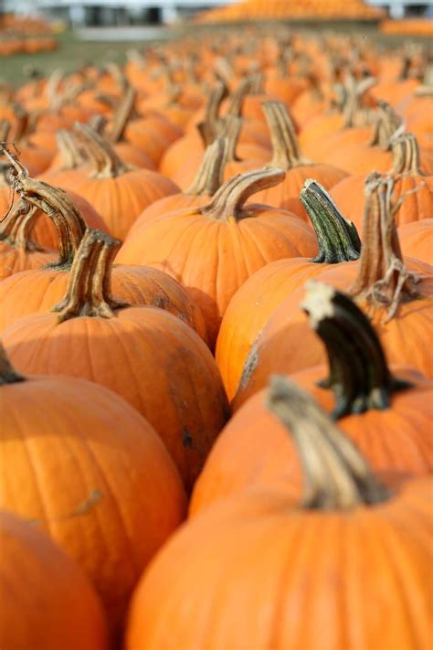 pumpkin patch - Raising Roberts