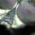Why Do I Have So Many Pincher Bugs in My House? | Hunker