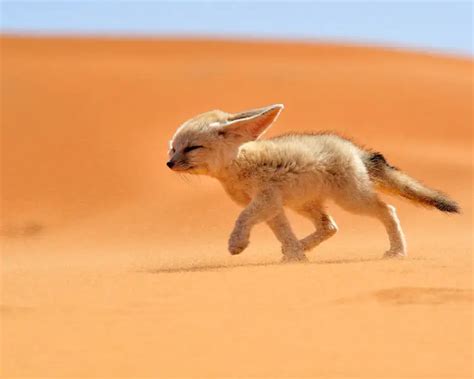 Fennec Fox - Facts, Diet, Habitat & Pictures on Animalia.bio