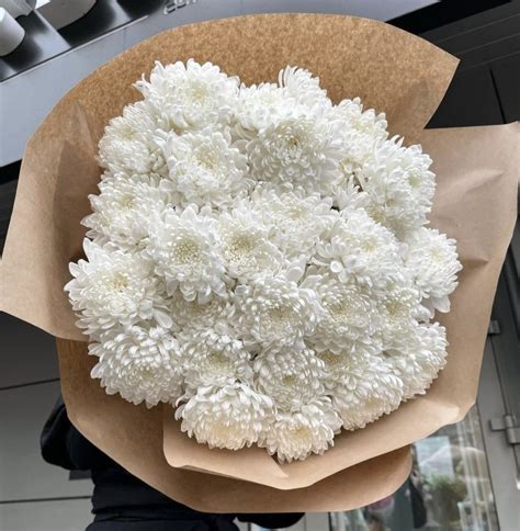 send white chrysanthemums flowers   occasion  day flower