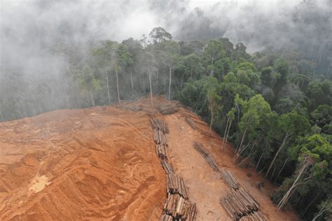 12 Game-Changing Deforestation Solutions: Your Complete 2025 Handbook