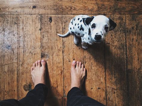 The Golden Dalmatian: Dalmatian And Golden Retriever Mix