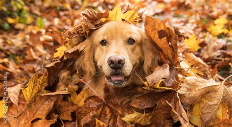 Golden Retriever Dog in a pile of Fall leaves Stock Photo | Adobe Stock