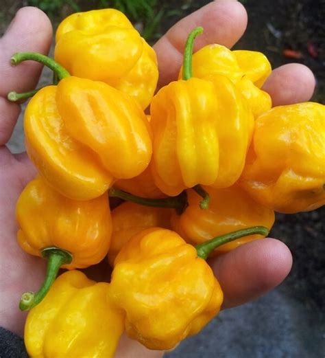 ХАБАНЕРО YELLOW | Сема- семена,торф,торове,препарати,саксии,тревни смеси