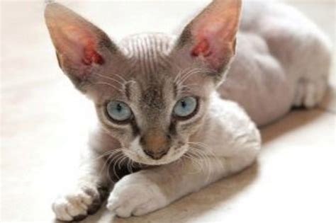 V okrese Senica bola brutálne utýraná mačka plemena Devon Rex - NaZáhorí.sk
