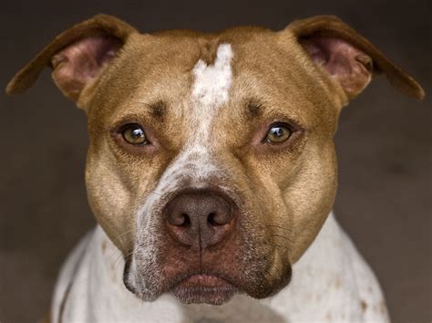 Pit Bull Terrier Dog Breed | Multiverses Journal