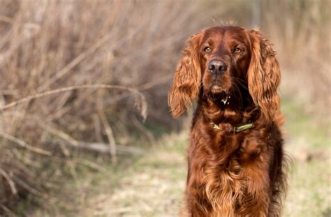 5 Types of Skin Cancer in Dogs | PetMD