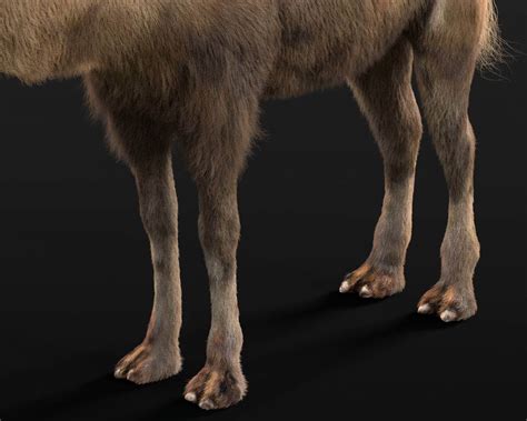 Bactrian Camel with Fur - 3D Model by 3dstudio