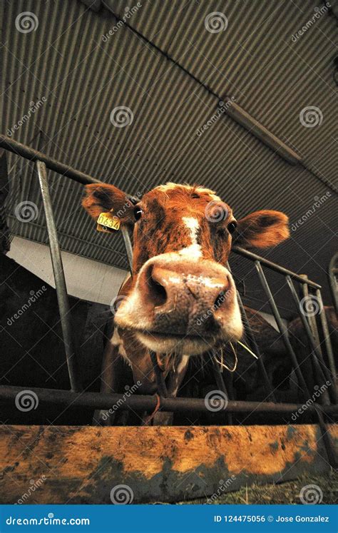 Cow head stock photo. Image of head, wide, animal, cows - 124475056