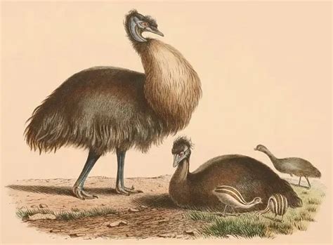 Kangaroo Island emu - Facts, Diet, Habitat & Pictures on Animalia.bio