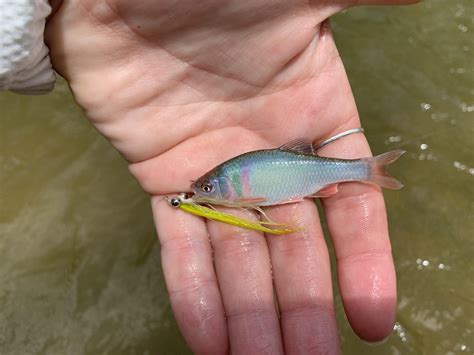 Spawning shiner : r/MicroFishing