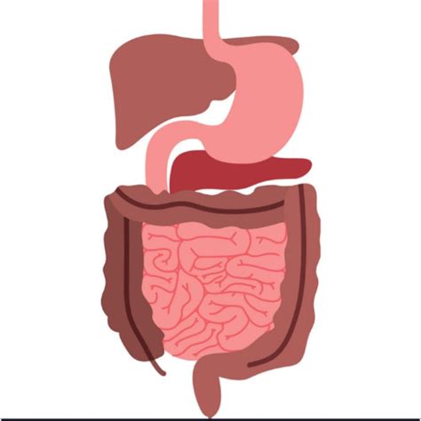 Human Digestive System | Osem