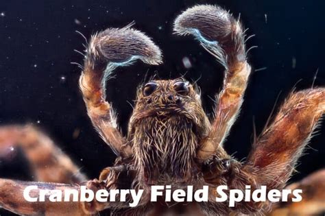 Cranberry Field Spiders: How Wolf Spiders Control Pests | Ultimate ...