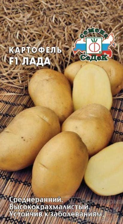 Золотая сотка алтая