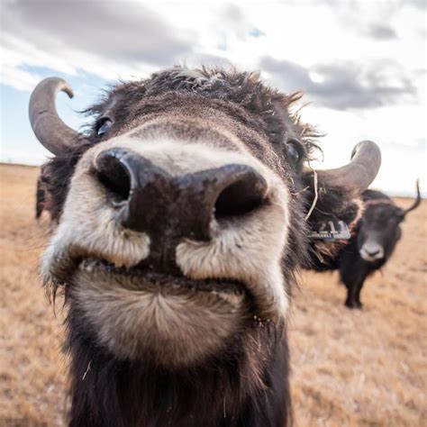 Home of the Happy Yak | The Crestone Eagle