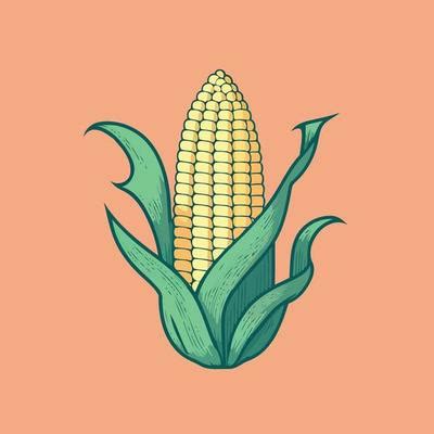 corn drawing vector art icons  graphics