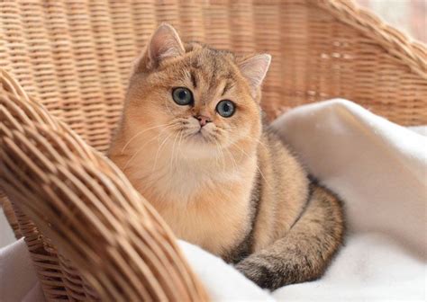 Золотистый Шиншилла Кошка Фото Цена