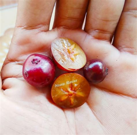 buah khas kalimantan buah rukam
