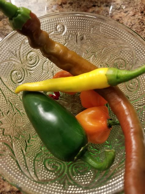Chilli Pepper Season : r/Peppers