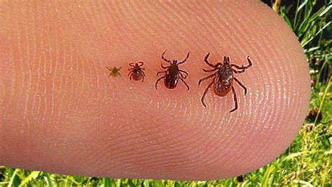 Chiggers Vs Ticks