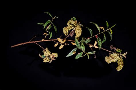 'Fruits in Decay’ on exhibit in Harvard’s Glass Flowers gallery