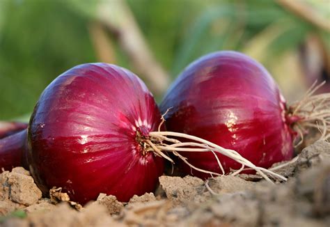 Onion Crop Production in India - Onion Farming Techniques and Tips