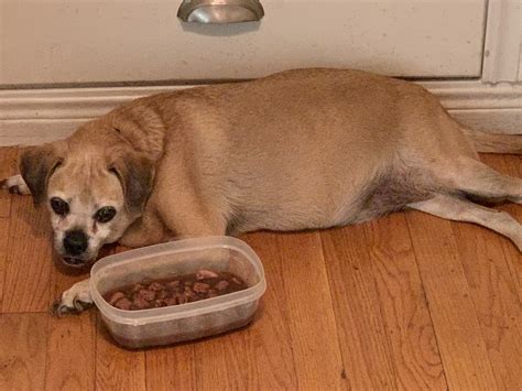 Can Nicotine Gum Kill A Dog