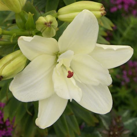 Lilium Ann Maries Dream - JParkers