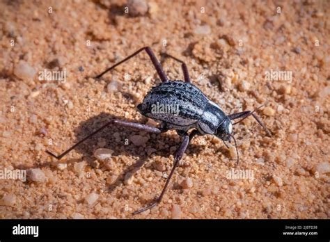 Namibian desert beetle hi-res stock photography and images - Alamy