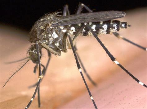 Climate change is increasing the risk of malaria for people living in ...