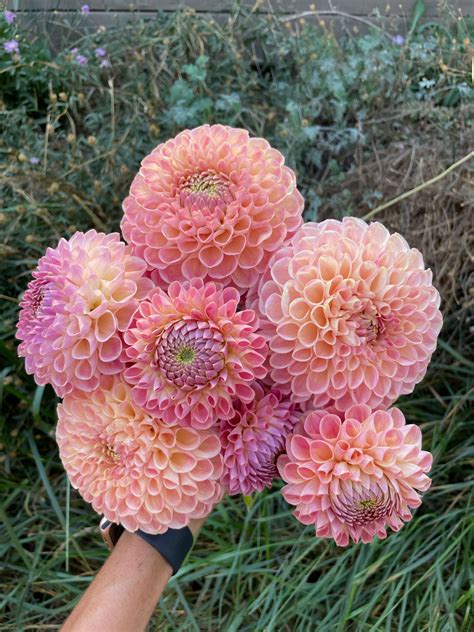 Clearview Peachy - The Flowering Farmhouse
