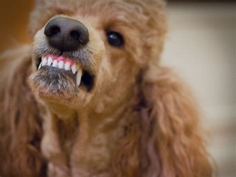 15 Reasons Why Your Dog Growls at Some People - Dog Breed Pro