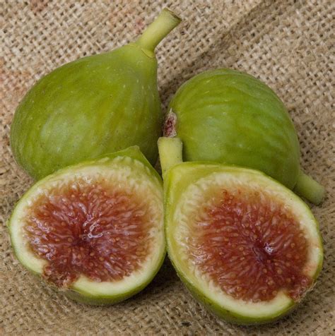 Ischia Fig Tree 3-4' - Ison's Nursery & Vineyard