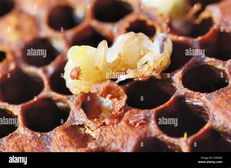 Types Of Honey Bee Mites