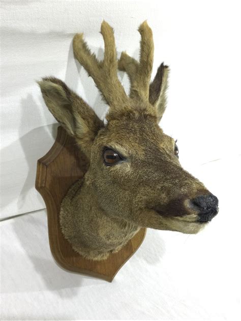 how much does it cost to stuff a deer head