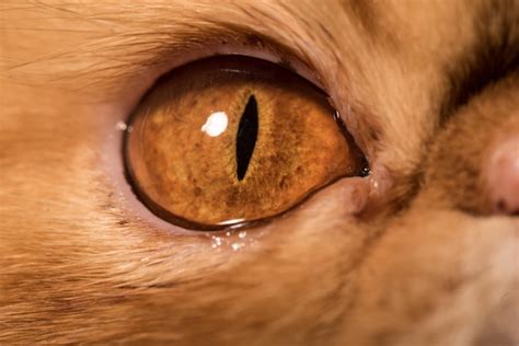 Premium Photo | Red persian exotic cat eye close up