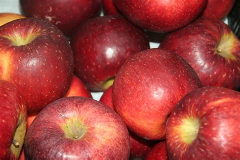 Apple Fruits Seasonal - Free photo on Pixabay - Pixabay