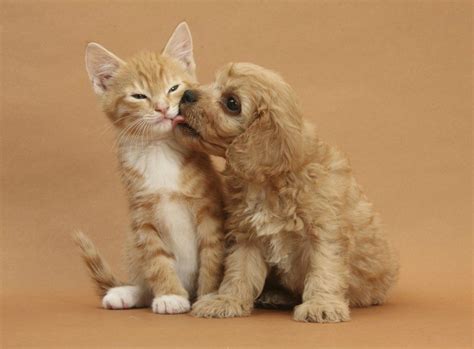 chiens et chats
