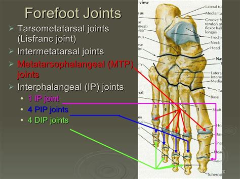 Kin191 A. Ch.4. Foot. Toes. Anatomy. Fall 2007