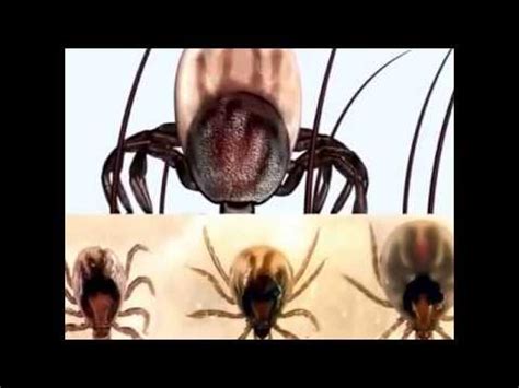Babesia Canis - YouTube
