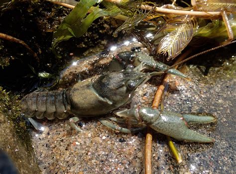 Crayfish of Huron County - Huron Stewardship Council