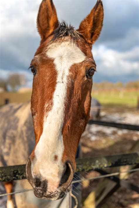 horse head horse head portrait coupling  image  needpixcom