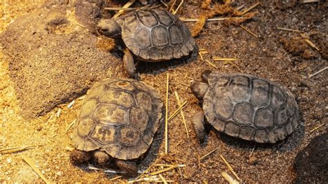 At 97, Endangered Tortoise Becomes Oldest First-Time Mom of Her Species ...