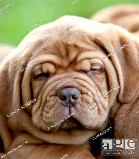 Bordeaux Mastiff, Bordeauxdog. Portrait of a puppy. Germany, Stock ...
